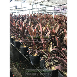 Cordyline Fruticosa Rubra 200Mm Default Type