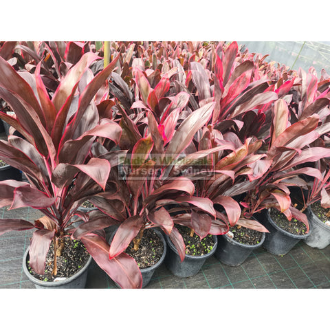 Cordyline Fruticosa Rubra Large 300Mm Pot - Great Indoor Plant Default Type