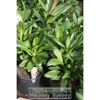 Cordyline Glauca (Purple Haze) 200Mm Default Type