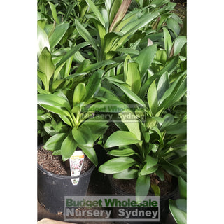 Cordyline Glauca (Purple Haze) 200Mm Default Type