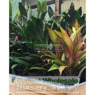 Cordyline Indoor 200Mm Pots. Seasonal Mixed Varieties Only Fruticosa Default Type