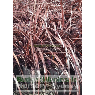 Cordyline Red Fountain 250Mm Large 8L Pot Default Type