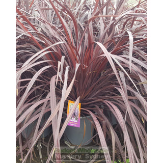 Cordyline Red Fountain 300Mm Xlarge Pot Default Type