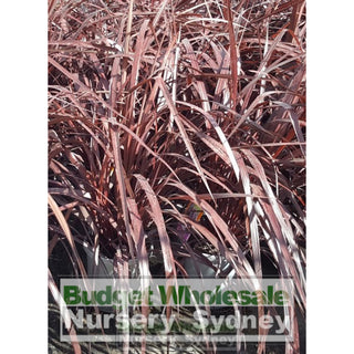 Cordyline Red Fountain 300Mm Xlarge Pot Default Type