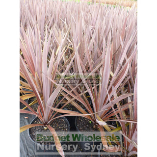 Cordyline Red Sensation 200Mm Pot Plants