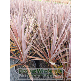 Cordyline Red Sensation 200Mm Pot Plants