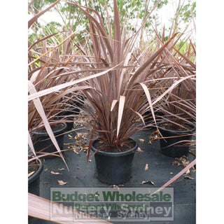 Cordyline Red Sensation 300Mm Pot Plants