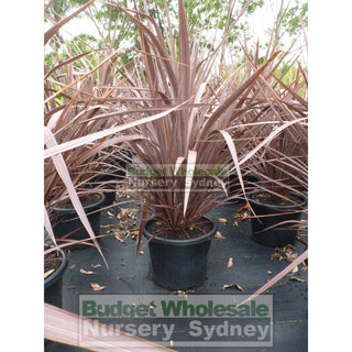 Cordyline Red Sensation 300Mm Pot Plants