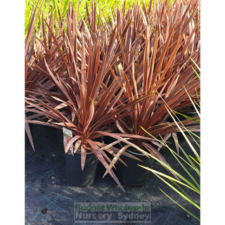 Cordyline Red Star 200Mm Pot Plants