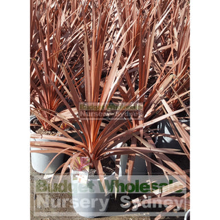 Cordyline Red Star 200Mm Pot Plants