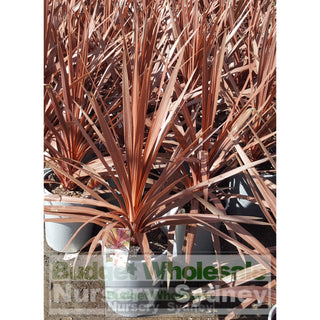 Cordyline Red Star 200Mm Pot Plants