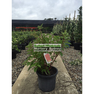 Cornus Alba Sibirica 45Lt Default Type