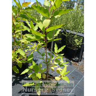 Corymbia Maculata 200Mm Pots Eucalyptus Gift Card
