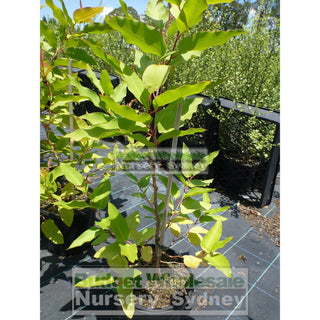 Corymbia Maculata 200Mm Pots Eucalyptus Gift Card