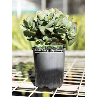 Crassula Blue Bird 140Mm