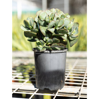 Crassula Blue Bird 140Mm