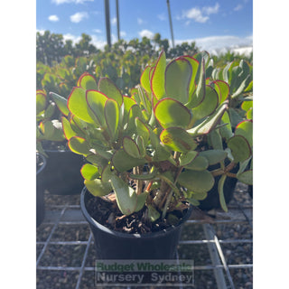 Crassula Blue Bird 140Mm