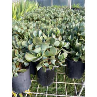 Crassula Blue Bird 140Mm