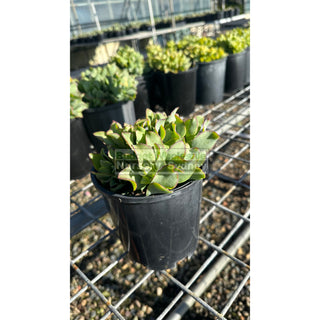 Crassula Max Cook 140Mm