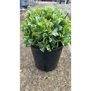 Crassula Max Cook 200Mm