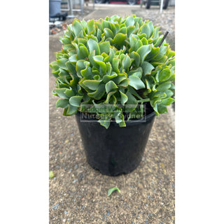 Crassula Max Cook 200Mm