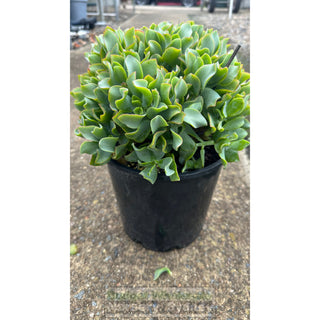 Crassula Max Cook 200Mm