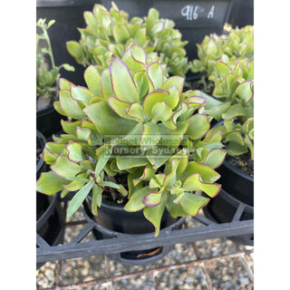 Crassula Max Cook 140Mm