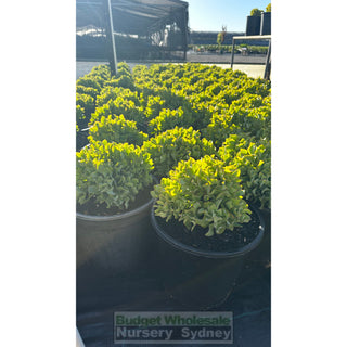 Crassula Max Cook Large 250Mm