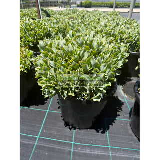 Crassula max cook large 270mm pot