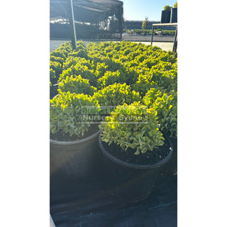 Crassula Max Cook Large 250Mm