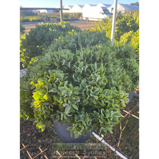 Crassula Max Cook Large 250Mm