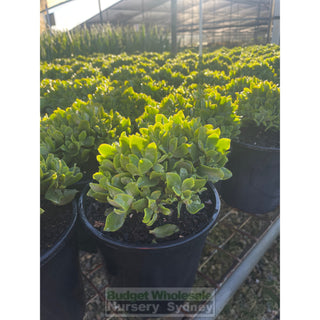 Crassula Max Cook Large 250Mm