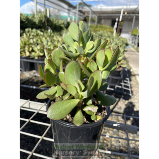 Crassula Ovata 140Mm