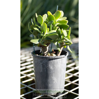 Crassula Ovata 140Mm Jade Plant Money Tree