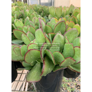 Crassula Ovata 140Mm