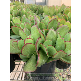 Crassula Ovata 140Mm