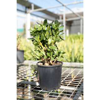 Crassula Ovata 140Mm Jade Plant Money Tree