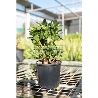 Crassula Ovata 140Mm Jade Plant Money Tree