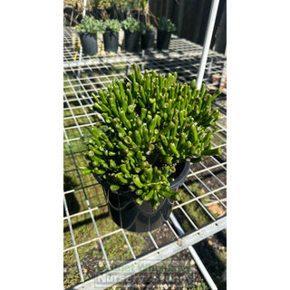 Crassula Ovata Gollum 200Mm