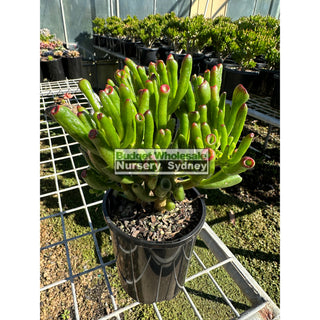 Crassula Ovata ’Gollum’ 140Mm