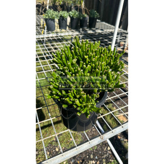 Crassula Ovata Gollum 200Mm