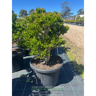 Crassula ovata ’Gollum’ XXLarge 400mm / 45L pot