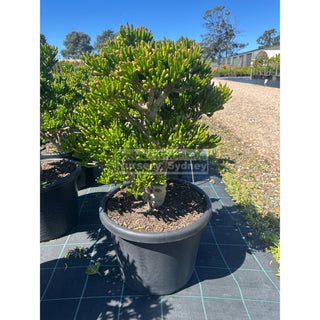 Crassula ovata ’Gollum’ XXLarge 400mm / 45L pot