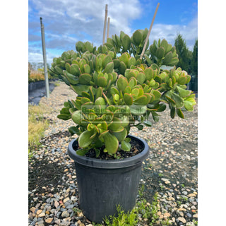 Crassula Ovata Xl 300Mm Pot