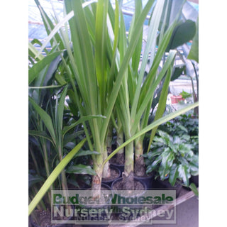 Crinum Lilly 200Mm Pot Pedunculatum Default Type