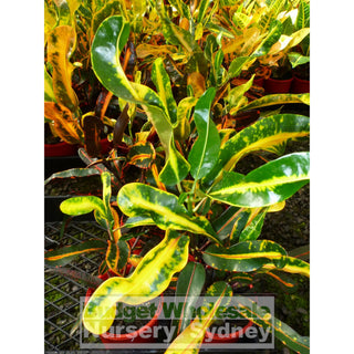 Croton Codiaeum Mix 175Mm Default Type