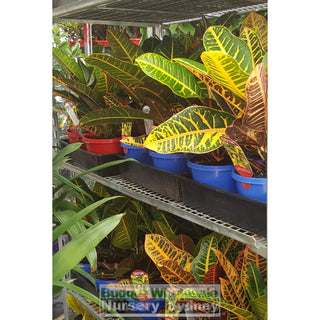 Croton Codiaeum Mix 175Mm Default Type