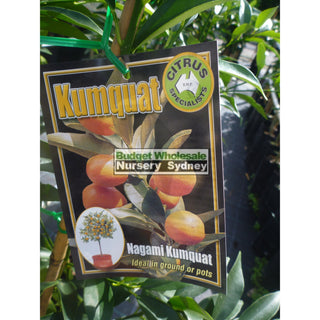 Cumquat Nagami 5Ltr Default Type