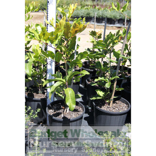 Cupaniopsis Anacardioides 200Mm Pot With Common Names Tuckeroo Carrotwood Beach Tamarind And