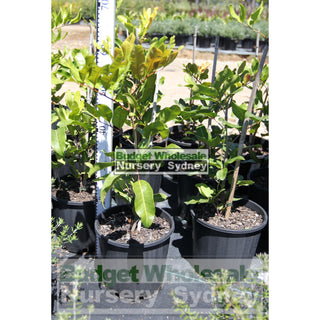 Cupaniopsis Anacardioides 200Mm Pot With Common Names Tuckeroo Carrotwood Beach Tamarind And